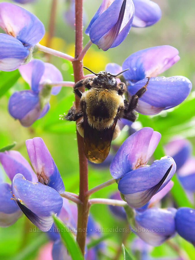 Nevada bumblebee on broad-leaf lupine (Bombus nevadensis, Lupinus latifolius) [Mt. Ellinor winter route, Olympic National Forest, Mason County, Washington]