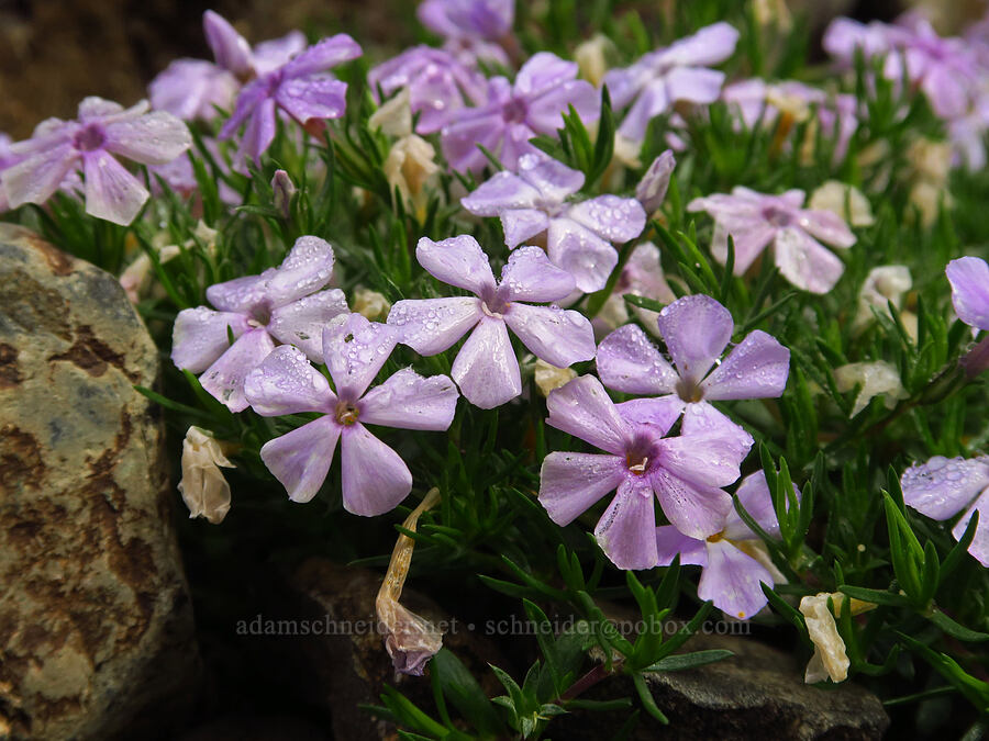 spreading phlox (Phlox diffusa) [Mt. Ellinor winter route, Olympic National Forest, Mason County, Washington]