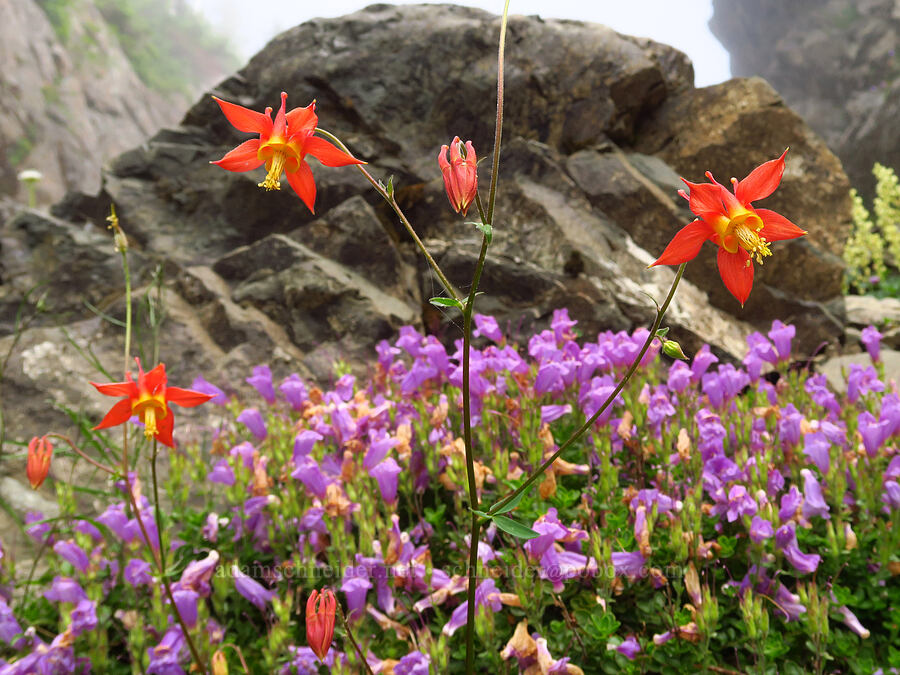 western columbine & Davidson's penstemon (Aquilegia formosa, Penstemon davidsonii) [Mt. Ellinor winter route, Olympic National Forest, Mason County, Washington]