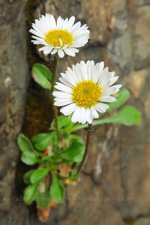 Flett's/Olympic fleabane (Erigeron flettii) [Mt. Ellinor winter route, Olympic National Forest, Mason County, Washington]