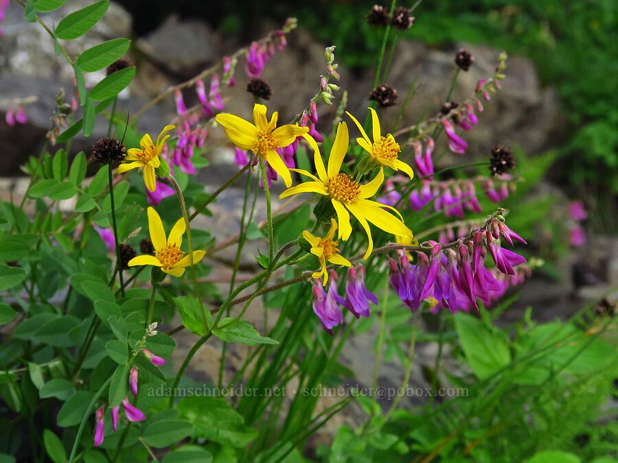 broad-leaf arnica & western sweet-vetch (Arnica latifolia, Hedysarum occidentale) [Mt. Ellinor winter route, Olympic National Forest, Mason County, Washington]