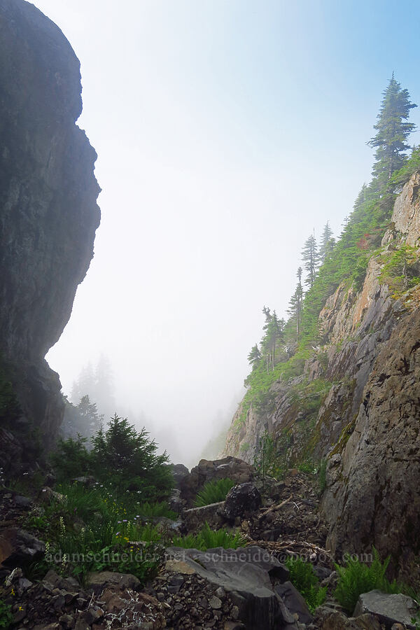 winter route gulch [Mt. Ellinor winter route, Olympic National Forest, Mason County, Washington]