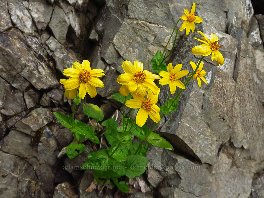 arnica with very wide petals (Arnica sp.) [Mt. Ellinor winter route, Olympic National Forest, Mason County, Washington]