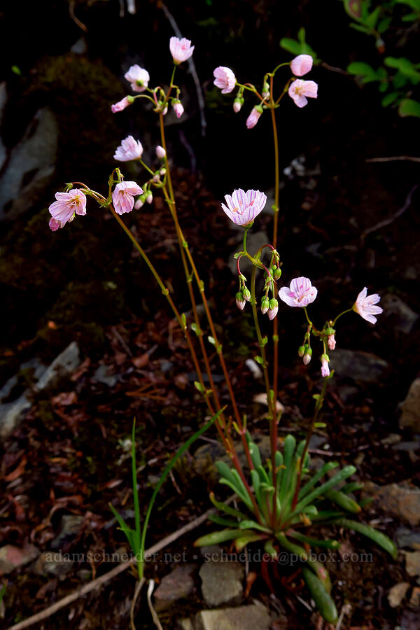 Columbia lewisia (Lewisia columbiana) [Mt. Ellinor winter route, Olympic National Forest, Mason County, Washington]