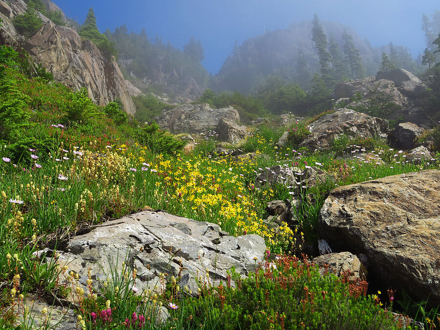 wildflowers [Mt. Ellinor winter route, Olympic National Forest, Mason County, Washington]