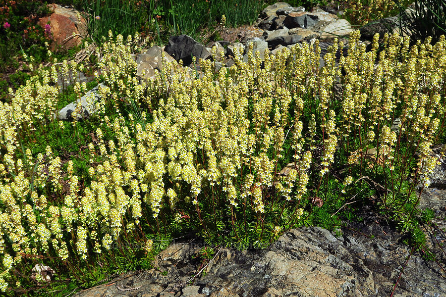 partridgefoot (Luetkea pectinata) [Mt. Ellinor winter route, Olympic National Forest, Mason County, Washington]