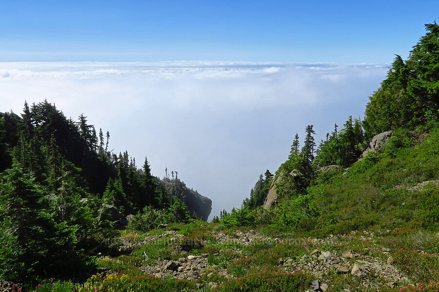 view to the south [Mt. Ellinor winter route, Olympic National Forest, Mason County, Washington]