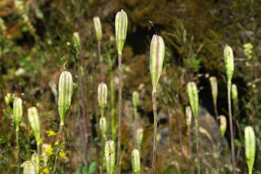 glacier lily seed pods (Erythronium grandiflorum) [Mt. Ellinor winter route, Olympic National Forest, Mason County, Washington]