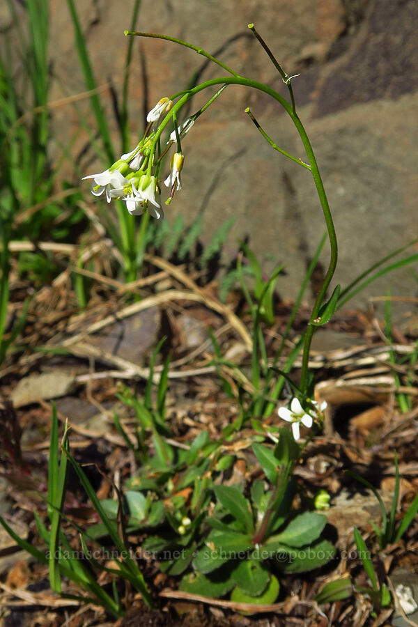 Eschscholtz's hairy rock-cress (Arabis eschscholtziana (Arabis hirsuta var. eschscholtziana)) [Mt. Ellinor winter route, Olympic National Forest, Mason County, Washington]