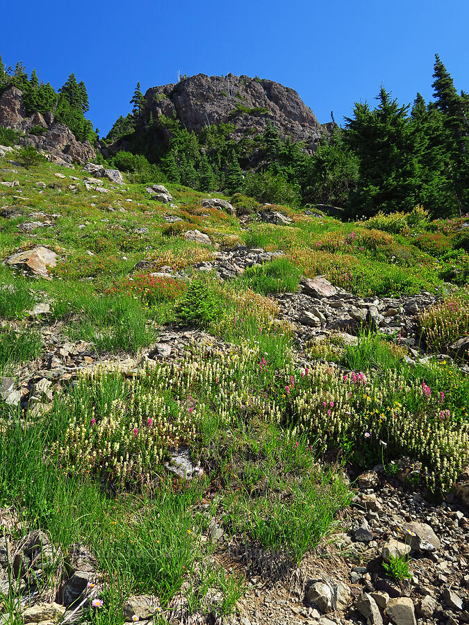 wildflowers [Mt. Ellinor winter route, Olympic National Forest, Mason County, Washington]