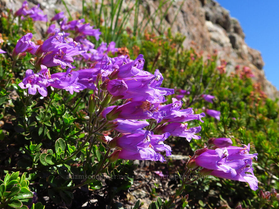 Davidson's penstemon (Penstemon davidsonii) [Mt. Ellinor's east ridge, Olympic National Forest, Mason County, Washington]