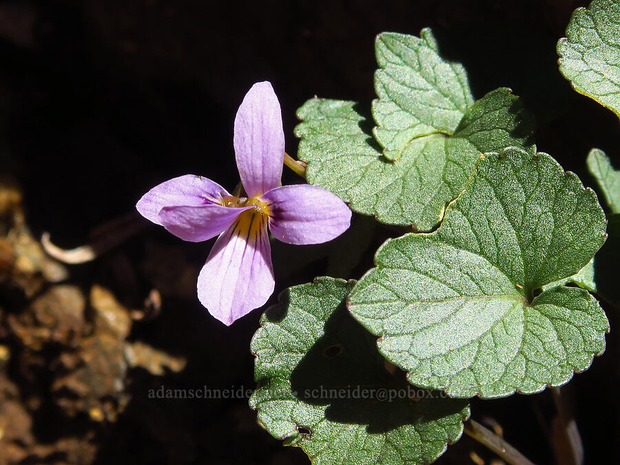 Olympic violet (Viola flettii) [Mt. Ellinor's east ridge, Olympic National Forest, Mason County, Washington]