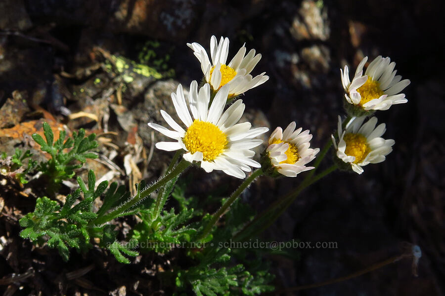 cut-leaf fleabane (Erigeron compositus) [Mt. Ellinor's east ridge, Olympic National Forest, Mason County, Washington]