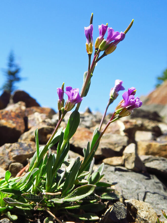 Lyall's rock-cress (Boechera lyallii (Arabis lyallii)) [Mt. Ellinor's east ridge, Olympic National Forest, Mason County, Washington]