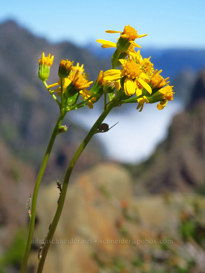 Flett's ragwort (Packera flettii (Senecio flettii)) [Mt. Ellinor's east ridge, Olympic National Forest, Mason County, Washington]