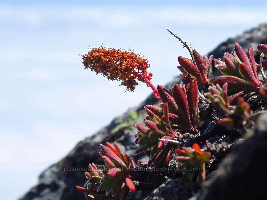 Olympic rock-mat, going to seed (Petrophytum hendersonii (Petrophyton hendersonii)) [Mt. Ellinor's east ridge, Olympic National Forest, Mason County, Washington]