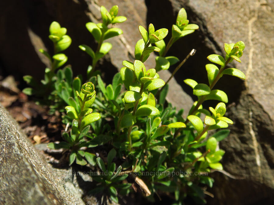 rust fungus on a rock-cress (Puccinia monoica, Boechera sp.) [Mt. Ellinor's east ridge, Olympic National Forest, Mason County, Washington]