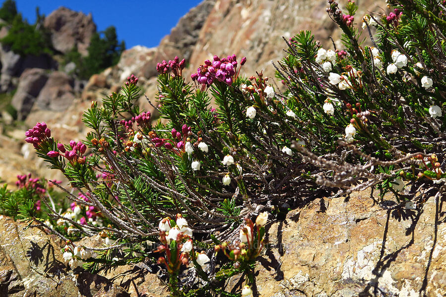 white & pink mountain heather (Cassiope mertensiana, Phyllodoce empetriformis) [Mt. Ellinor's east ridge, Olympic National Forest, Mason County, Washington]