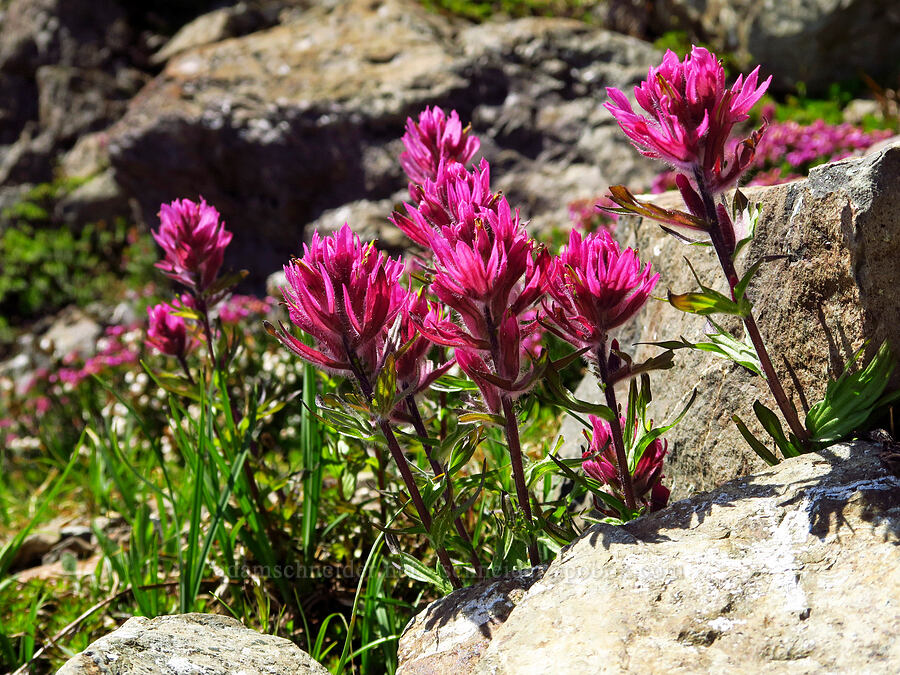 Olympic paintbrush (Castilleja parviflora var. olympica) [Mt. Ellinor's east ridge, Olympic National Forest, Mason County, Washington]