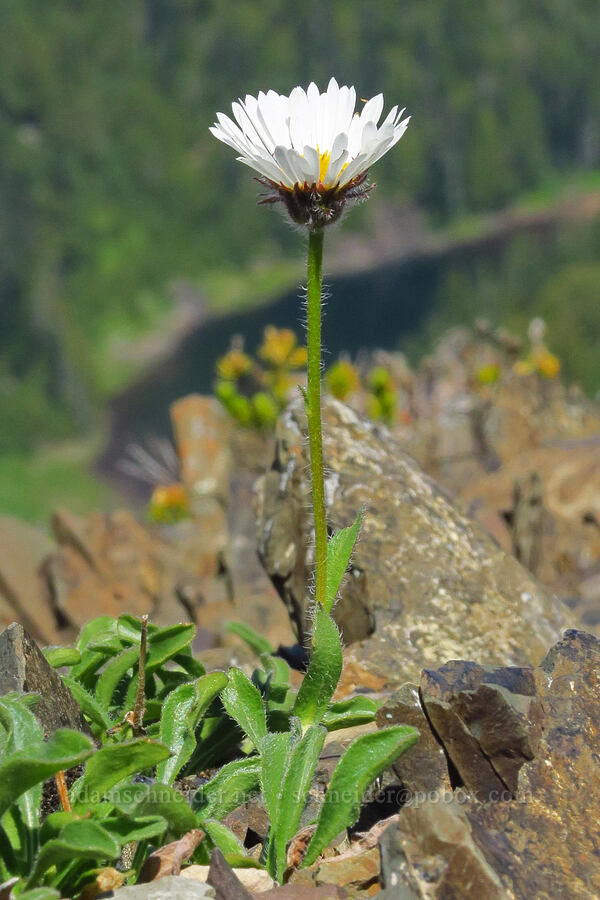 Flett's/Olympic fleabane (Erigeron flettii) [Mt. Ellinor's east ridge, Olympic National Forest, Mason County, Washington]