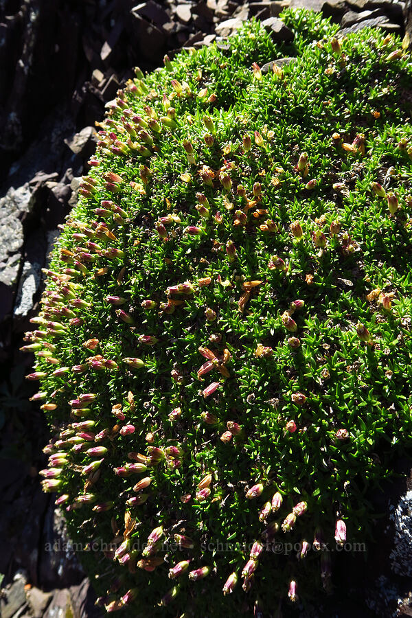 moss campion, going to seed (Silene acaulis) [Mt. Ellinor's east ridge, Olympic National Forest, Mason County, Washington]