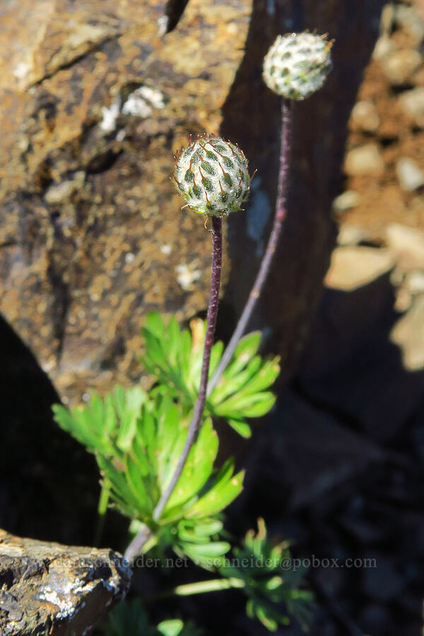 anemone (which?), going to seed (Anemone sp. (Anemonoides sp.)) [Mt. Ellinor's east ridge, Olympic National Forest, Mason County, Washington]