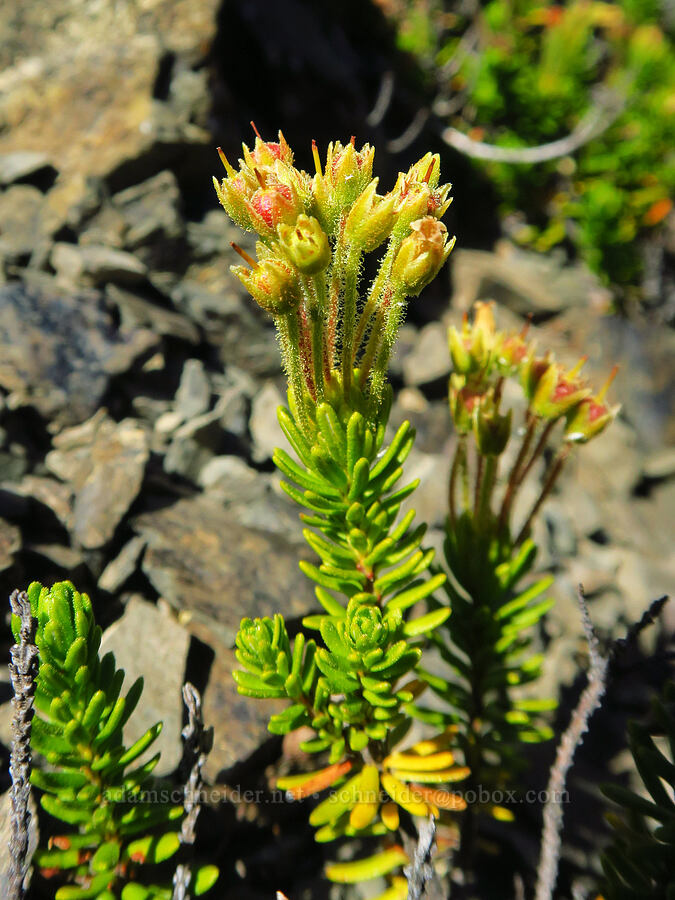 yellow mountain heather, going to seed (Phyllodoce glanduliflora) [Mt. Ellinor's east ridge, Olympic National Forest, Mason County, Washington]