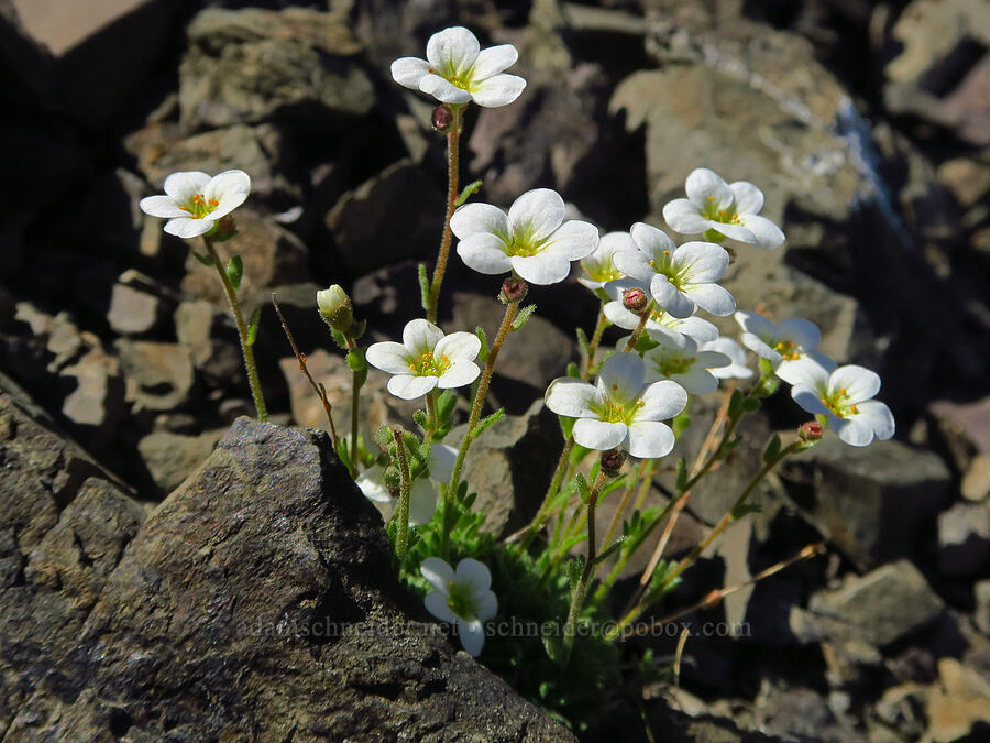 tufted saxifrage (Saxifraga cespitosa (Saxifraga caespitosa)) [Mt. Ellinor's east ridge, Olympic National Forest, Mason County, Washington]