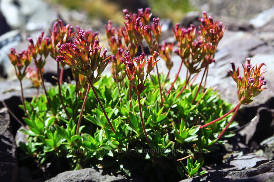 dwarf-primrose (smooth douglasia), fading (Douglasia laevigata (Androsace laevigata)) [Mt. Ellinor's east ridge, Olympic National Forest, Mason County, Washington]