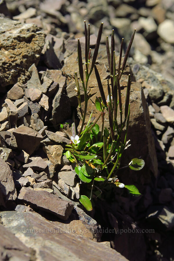 alpine bitter-cress fruits (Cardamine bellidifolia ssp. bellidifolia (Cardamine bellidifolia var. pachyphylla)) [Mt. Ellinor's east ridge, Olympic National Forest, Mason County, Washington]