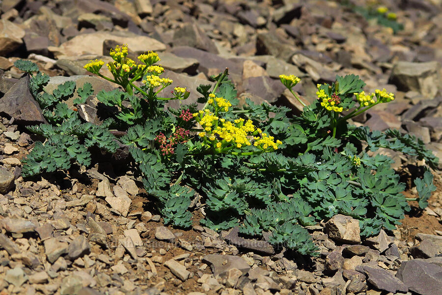 Cascade desert parsley (Lomatium martindalei) [Mt. Ellinor, Olympic National Forest, Mason County, Washington]