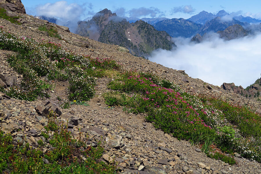 heather, clouds, & mountains (Phyllodoce empetriformis, Cassiope mertensiana) [Mt. Ellinor, Olympic National Forest, Mason County, Washington]