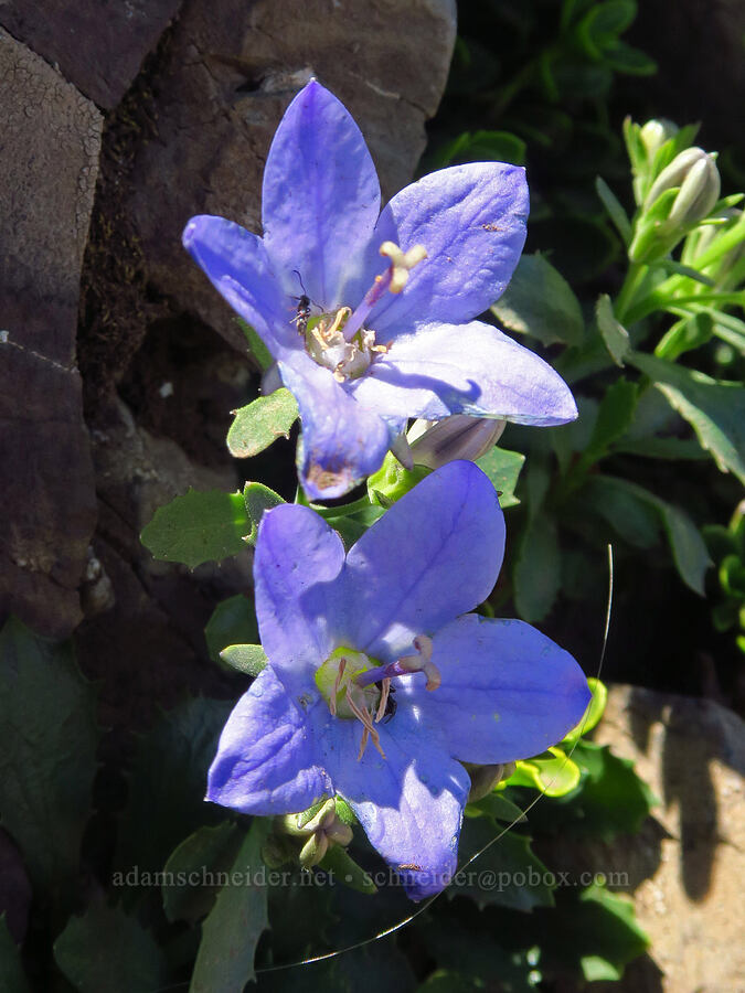 Olympic bellflower/harebells (Campanula piperi) [Mt. Ellinor, Olympic National Forest, Mason County, Washington]