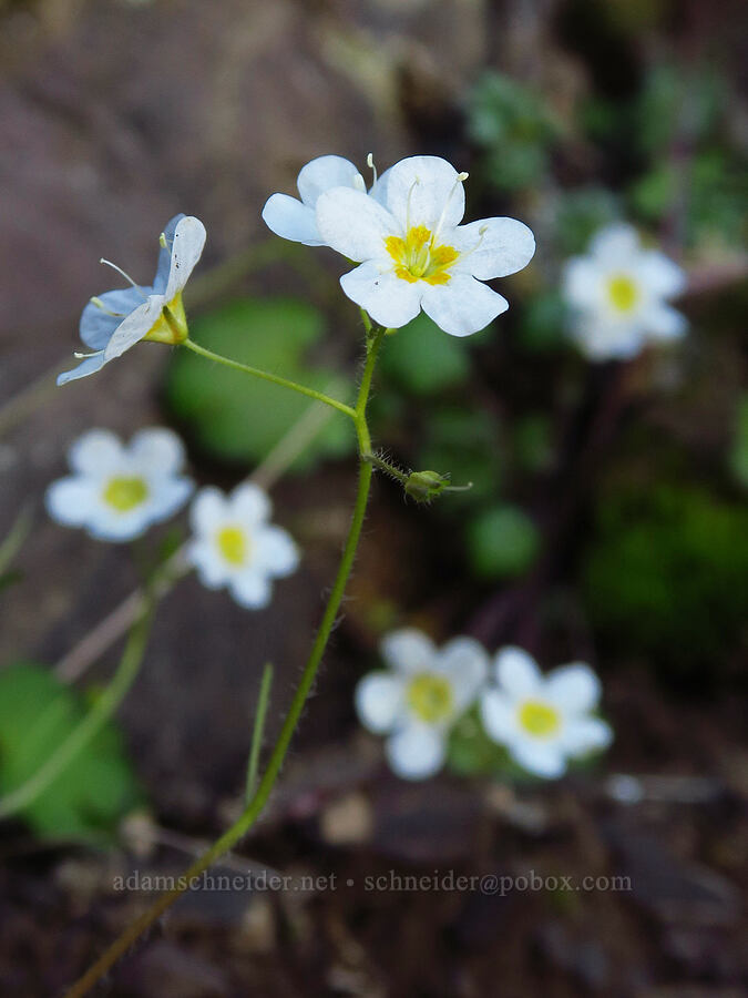 Sitka mist-maidens (Romanzoffia sitchensis) [Mt. Ellinor, Olympic National Forest, Mason County, Washington]