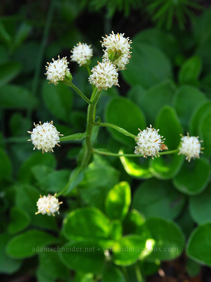 raceme pussy-toes (Antennaria racemosa) [Mt. Ellinor, Olympic National Forest, Mason County, Washington]