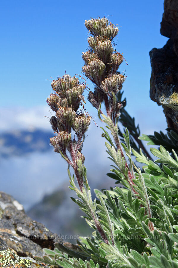 silky phacelia, going to seed (Phacelia sericea) [Mt. Ellinor, Olympic National Forest, Mason County, Washington]