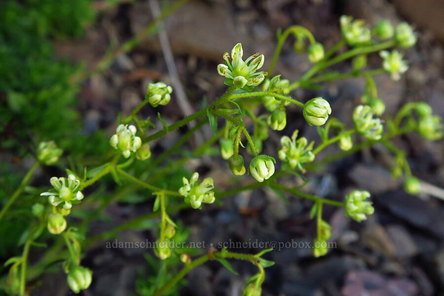 weird spotted saxifrage (Saxifraga bronchialis ssp. austromontana (Saxifraga austromontana)) [Mt. Ellinor, Olympic National Forest, Mason County, Washington]