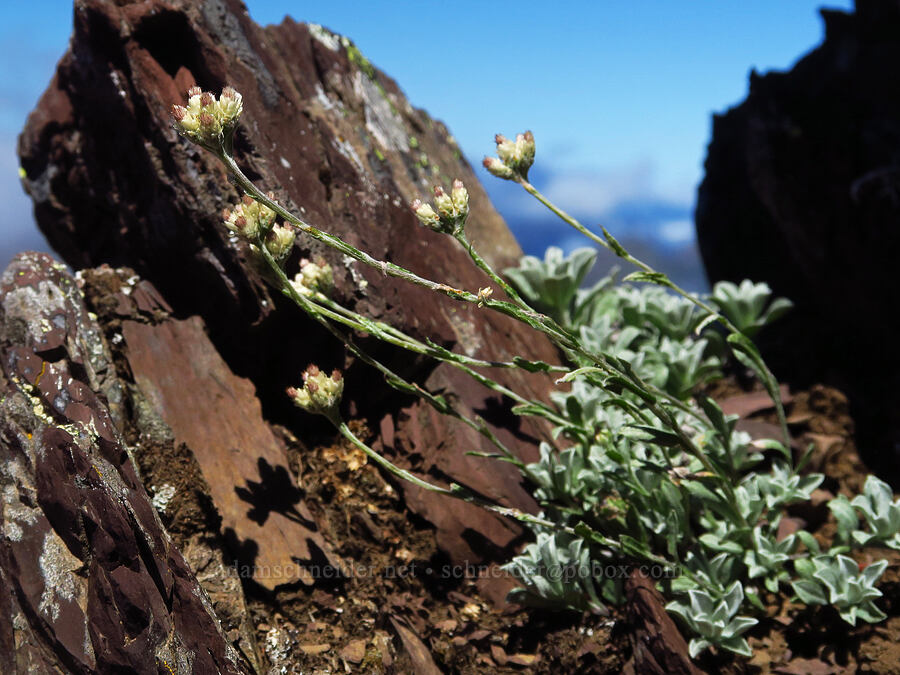 rosy pussy-toes (Antennaria rosea (Antennaria microphylla)) [Mt. Ellinor, Olympic National Forest, Mason County, Washington]