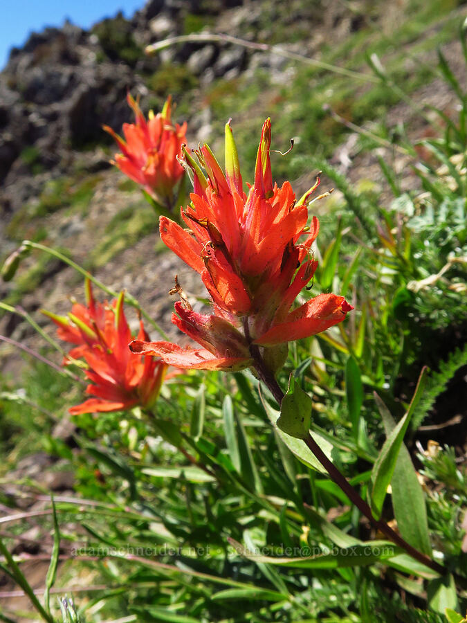 scarlet paintbrush (Castilleja miniata) [Mt. Ellinor Trail, Olympic National Forest, Mason County, Washington]