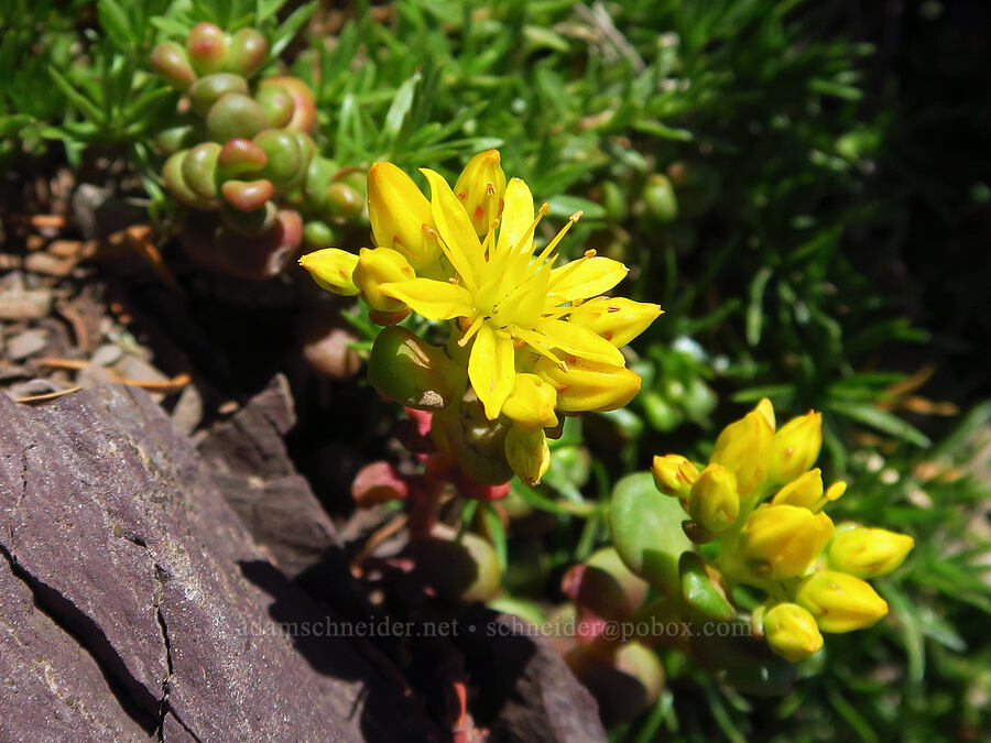 spreading stonecrop (Sedum divergens) [Mt. Ellinor Trail, Olympic National Forest, Mason County, Washington]