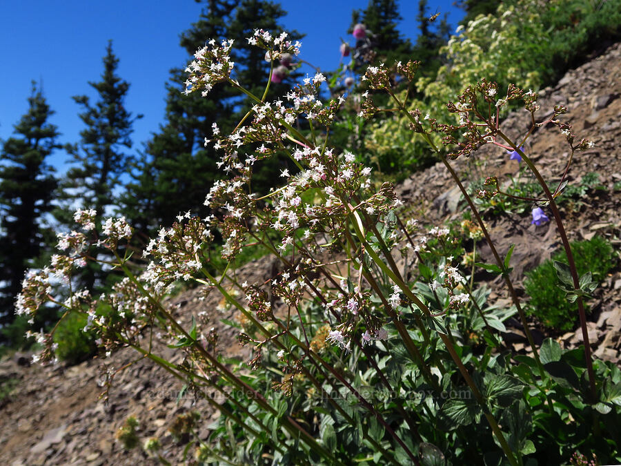 Sitka valerian (Valeriana sitchensis) [Mt. Ellinor Trail, Olympic National Forest, Mason County, Washington]