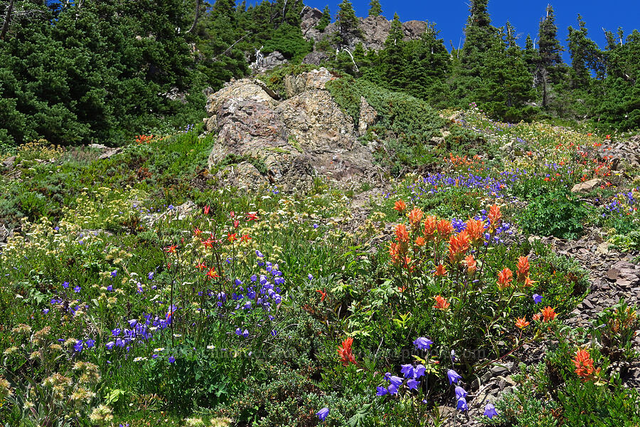 wildflowers [Mt. Ellinor Trail, Olympic National Forest, Mason County, Washington]