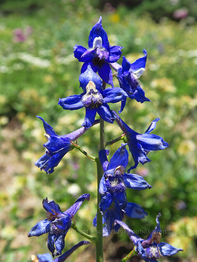 mystery larkspur (Delphinium sp.) [Mt. Ellinor Trail, Olympic National Forest, Mason County, Washington]