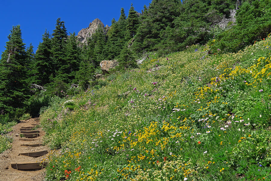 wildflowers [Mt. Ellinor Trail, Olympic National Forest, Mason County, Washington]