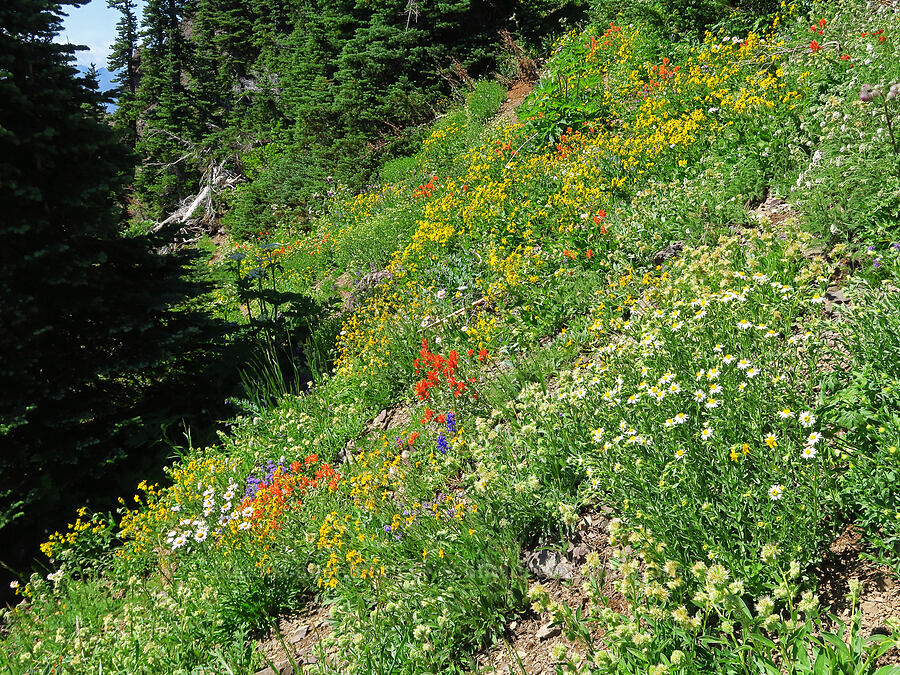 wildflowers [Mt. Ellinor Trail, Olympic National Forest, Mason County, Washington]
