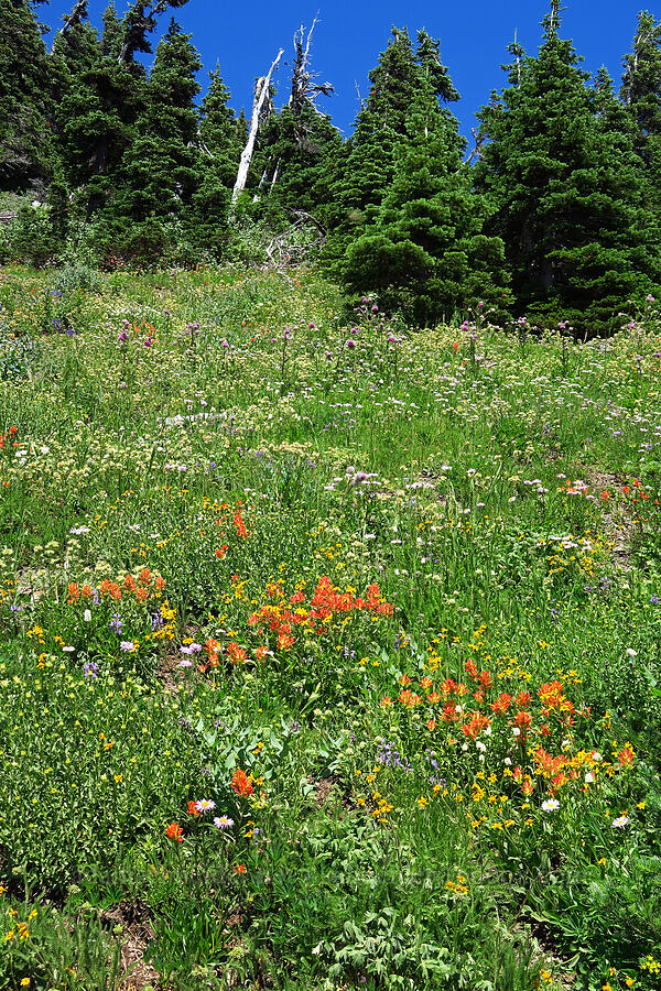 wildflowers [Mt. Ellinor Trail, Olympic National Forest, Mason County, Washington]