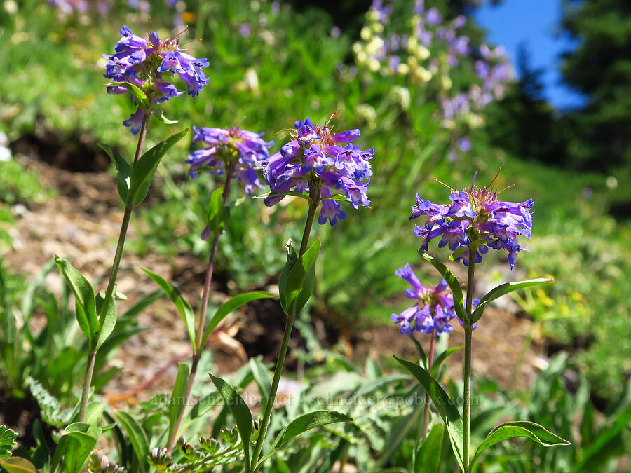 small-flowered penstemon (Penstemon procerus) [Mt. Ellinor Trail, Olympic National Forest, Mason County, Washington]