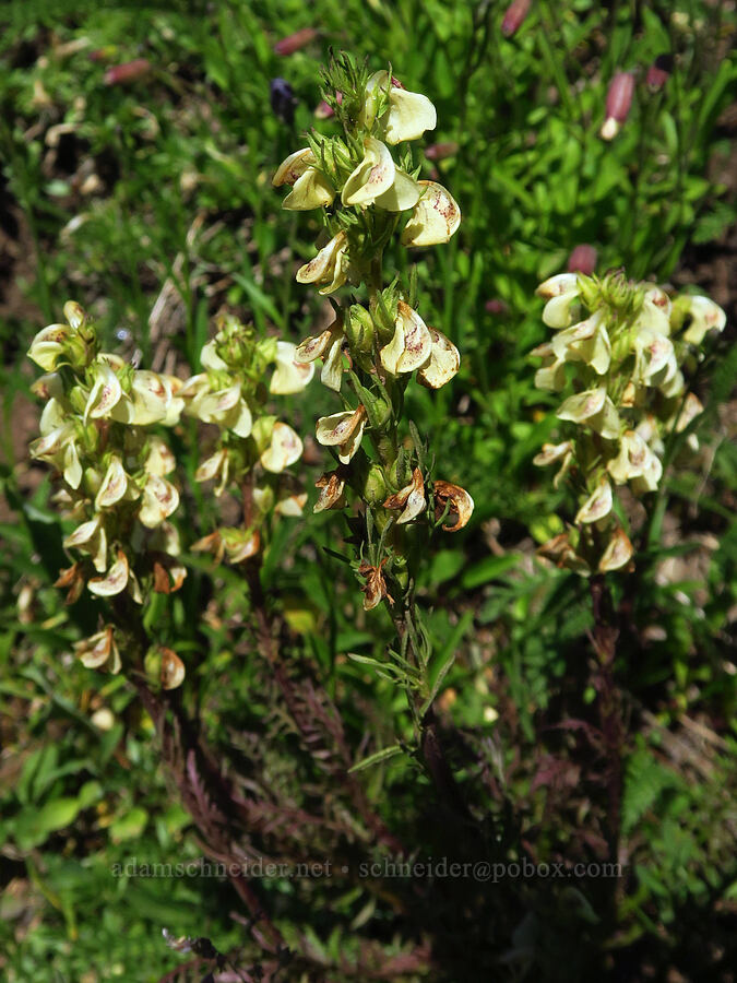 coiled-beak lousewort (Pedicularis contorta) [Mt. Ellinor Trail, Olympic National Forest, Mason County, Washington]