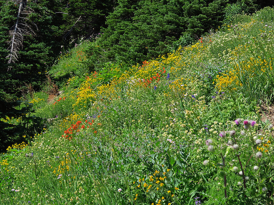 wildflowers [Mt. Ellinor Trail, Olympic National Forest, Mason County, Washington]