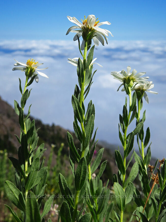 Olympic asters (Doellingeria paucicapitata (Eucephalus paucicapitatus) (Aster paucicapitatus)) [Mt. Ellinor Trail, Olympic National Forest, Mason County, Washington]